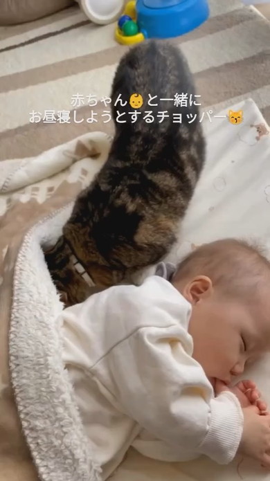 赤ちゃんと一緒にお昼寝しようとする猫ちゃん