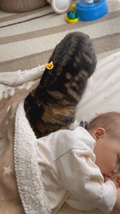 赤ちゃんと一緒にお昼寝しようとする猫ちゃん