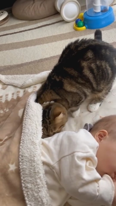 赤ちゃんと一緒にお昼寝しようとする猫ちゃん