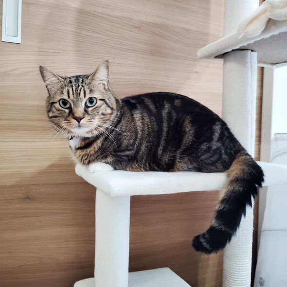 キャットタワーに乗る猫ちゃん
