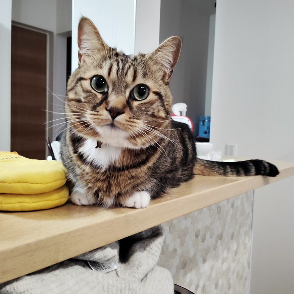 カウンターの上に乗る猫ちゃん