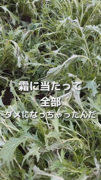 水菜全滅で打ちひしがれる青年