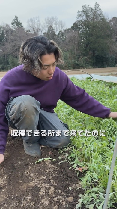 水菜全滅で打ちひしがれる青年