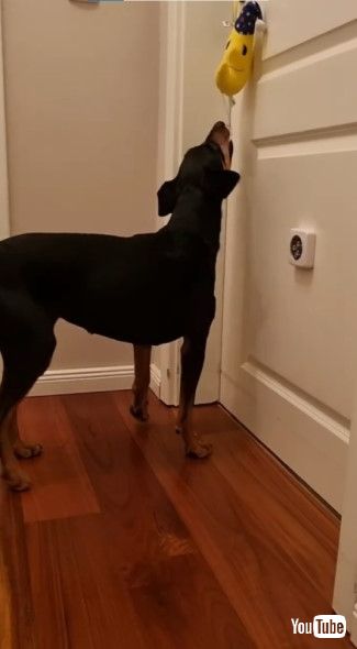 オルゴールを動かす犬