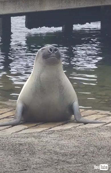 アザラシのニール