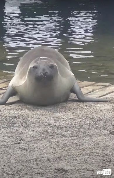 アザラシのニール