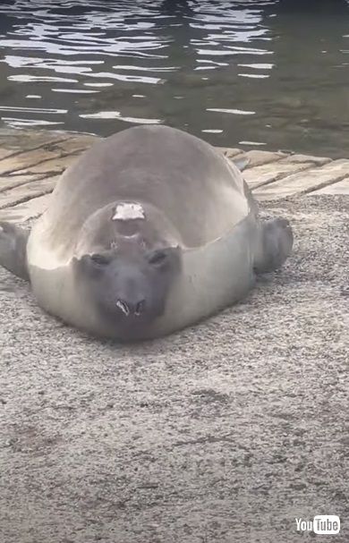 アザラシのニール