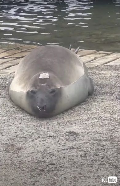 アザラシのニール