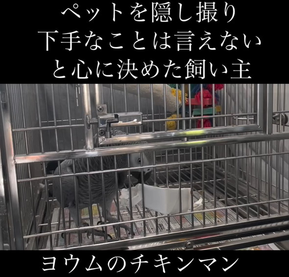 おしゃべりヨウム