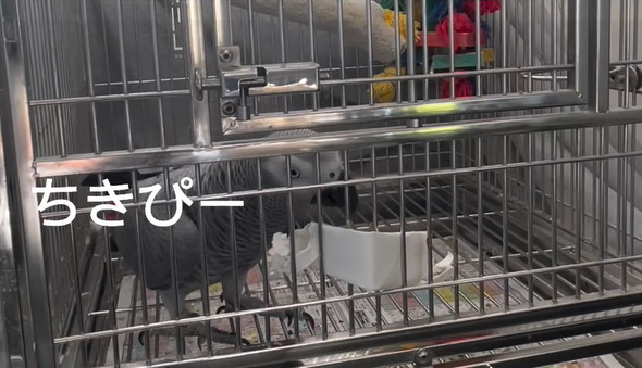 おしゃべりヨウム