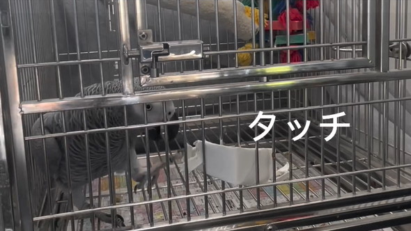 おしゃべりヨウム