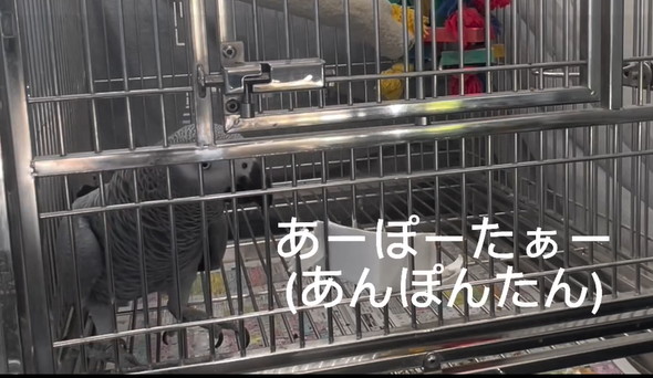 おしゃべりヨウム