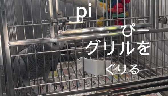 おしゃべりヨウム