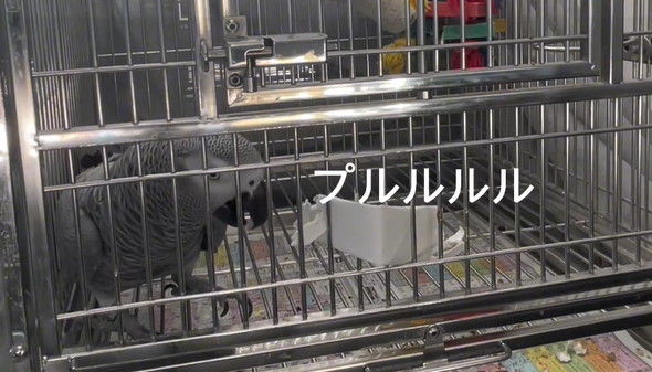 おしゃべりヨウム