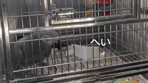 おしゃべりヨウム