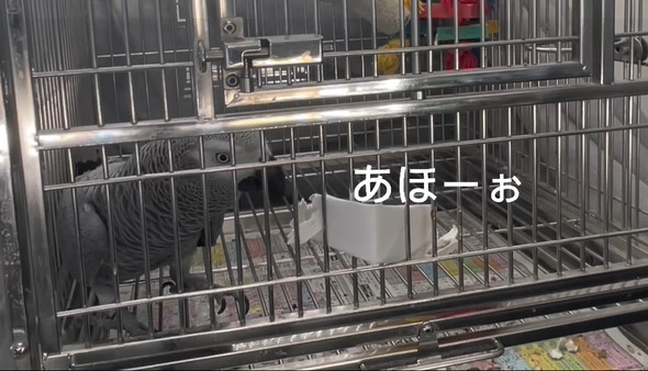 おしゃべりヨウム