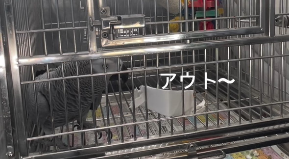 おしゃべりヨウム