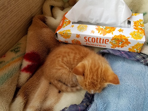 保護子猫成長