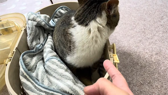 知らんぷりする猫ちゃん