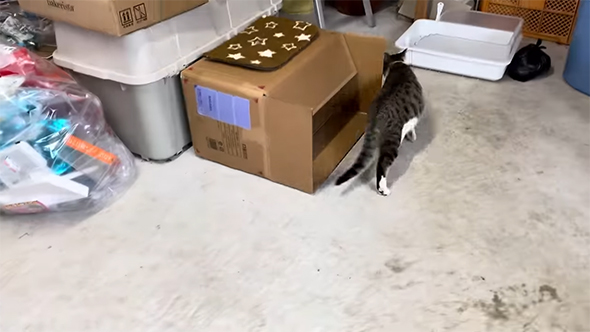 走り去る猫ちゃん