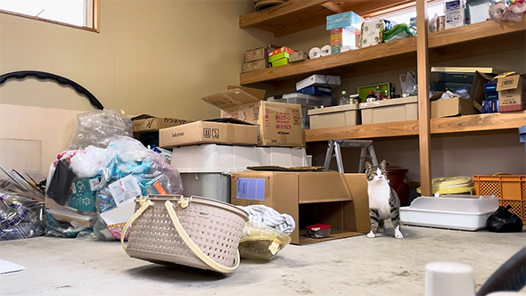 段ボールの横に立つ猫ちゃん