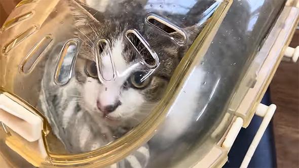 キャリーバッグの中の猫ちゃん