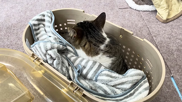 キャリーバッグから顔をのぞかせる猫ちゃんの後ろ頭