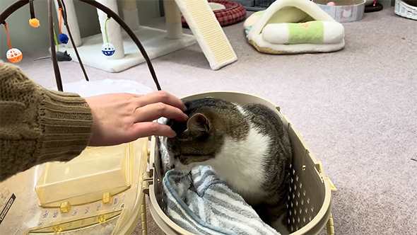 左からなでなでされる猫ちゃん