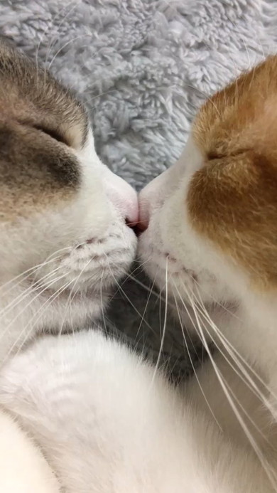 くっついている2匹の猫ちゃん