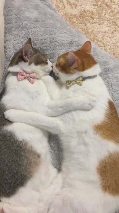 くっついている2匹の猫ちゃん
