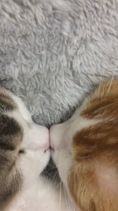 くっついている2匹の猫ちゃん