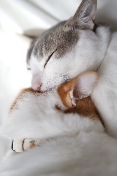 くっついている2匹の猫ちゃん