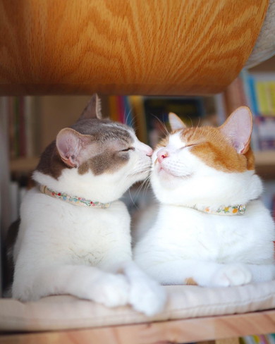 顔を寄せる2匹の猫ちゃん