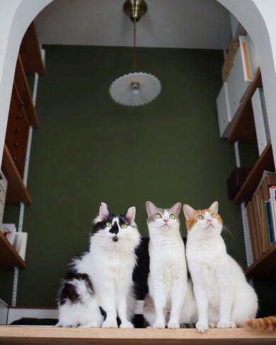 寄り添う3匹の猫ちゃんたち