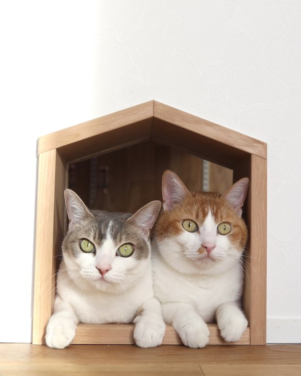 くっついている2匹の猫ちゃん