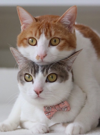 くっついている2匹の猫ちゃん