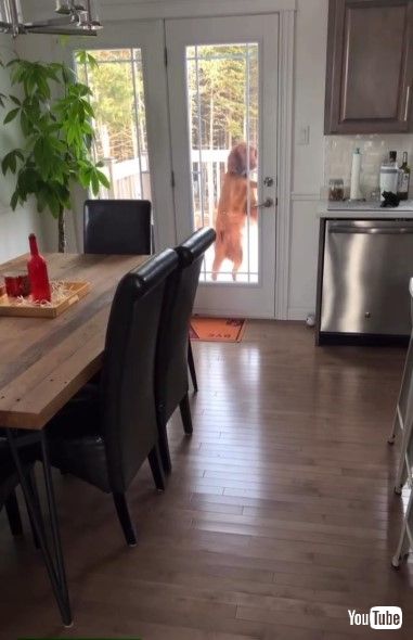 ドアを開けようとする犬