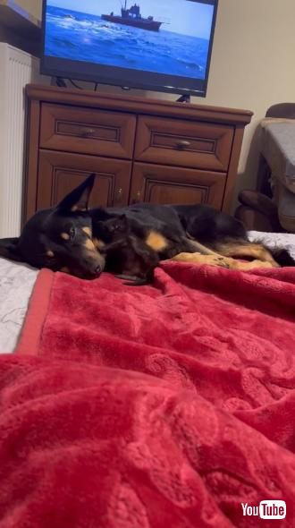 犬に寄り添う子猫