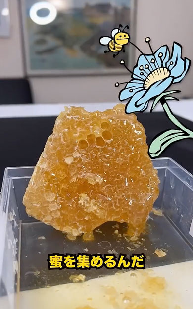 はちみつが作られる過程