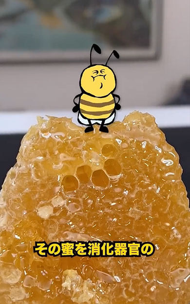 はちみつが作られる過程