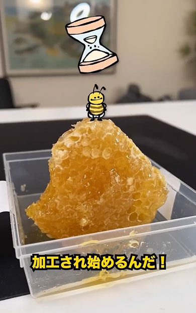 はちみつが作られる過程