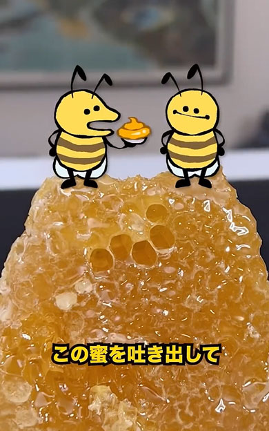 はちみつが作られる過程