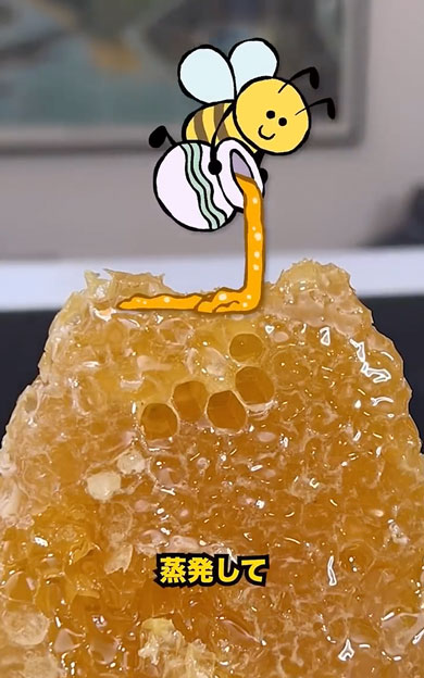 はちみつが作られる過程