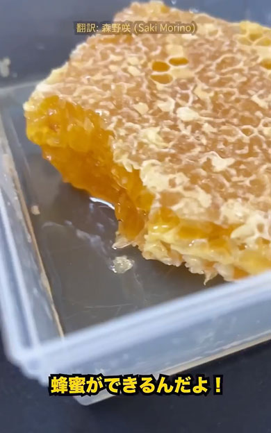 はちみつが作られる過程