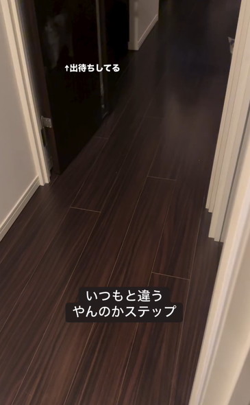 かくれんぼで飛び出す猫