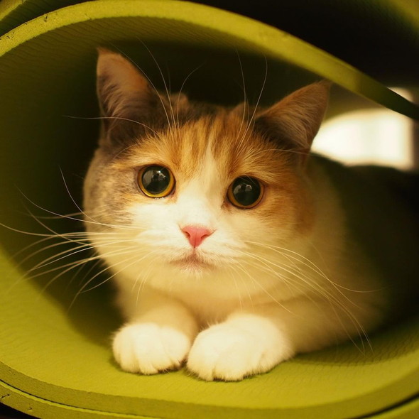 かくれんぼで飛び出す猫