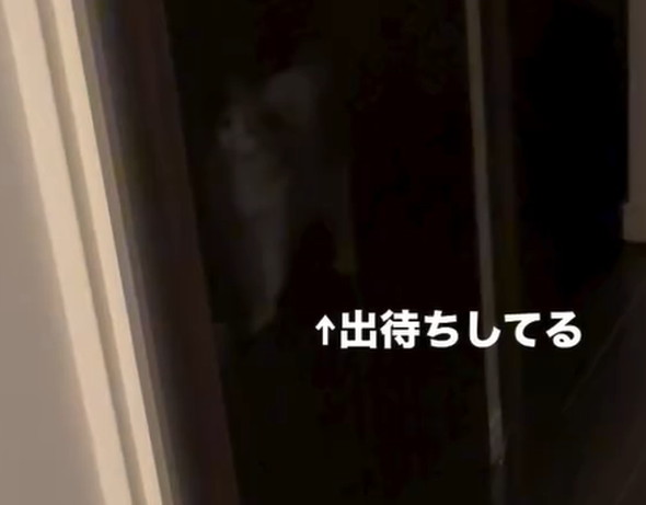 かくれんぼで飛び出す猫