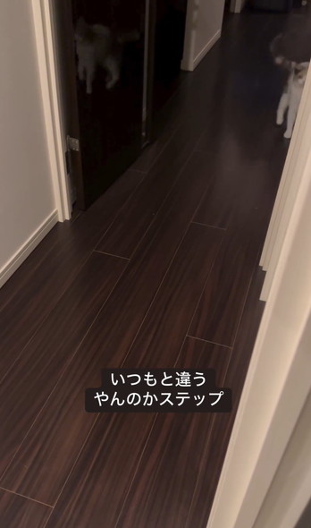 かくれんぼで飛び出す猫