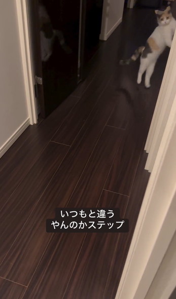 かくれんぼで飛び出す猫