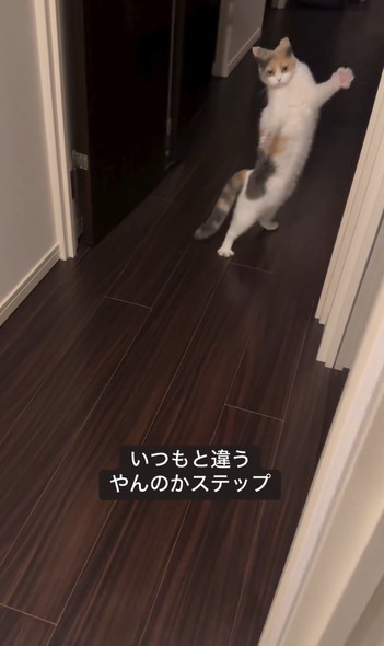 かくれんぼで飛び出す猫